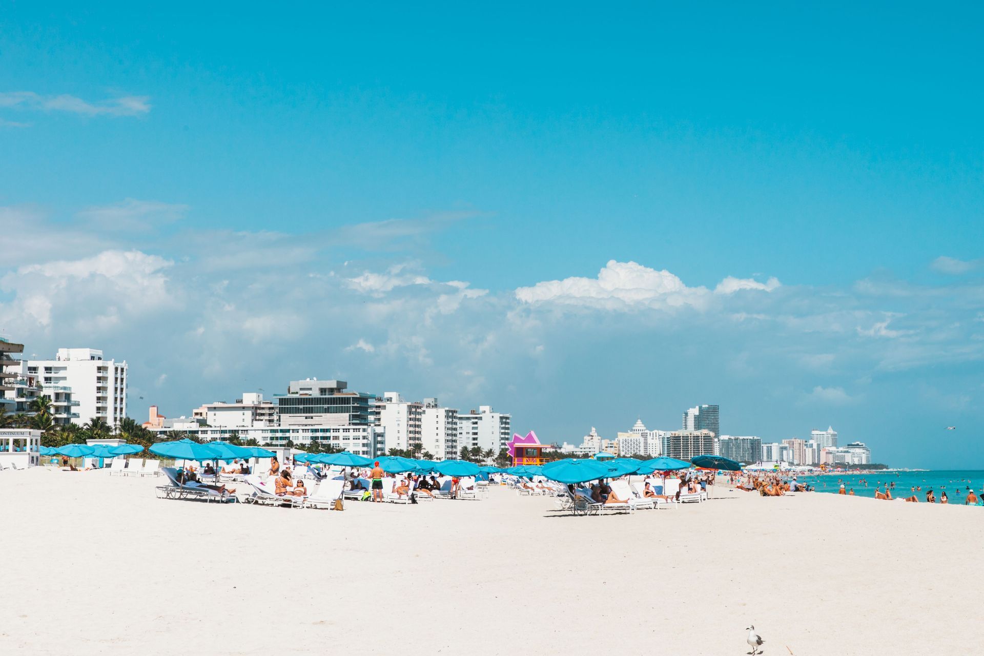 Buses, Trains & Cruises