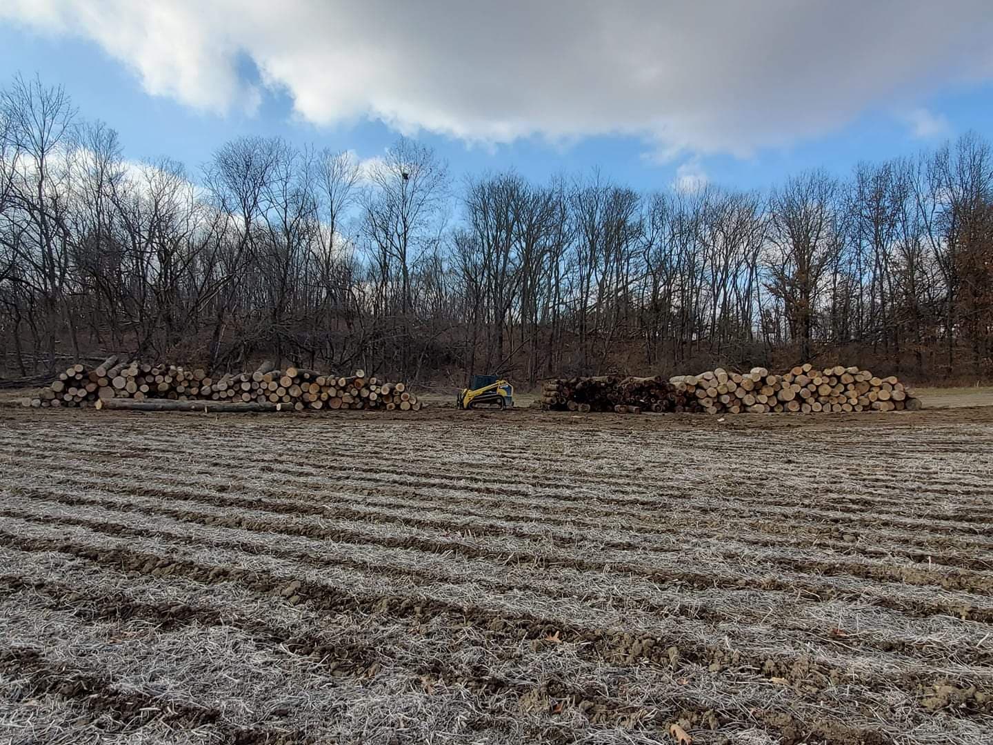 stacked cut logs in a field