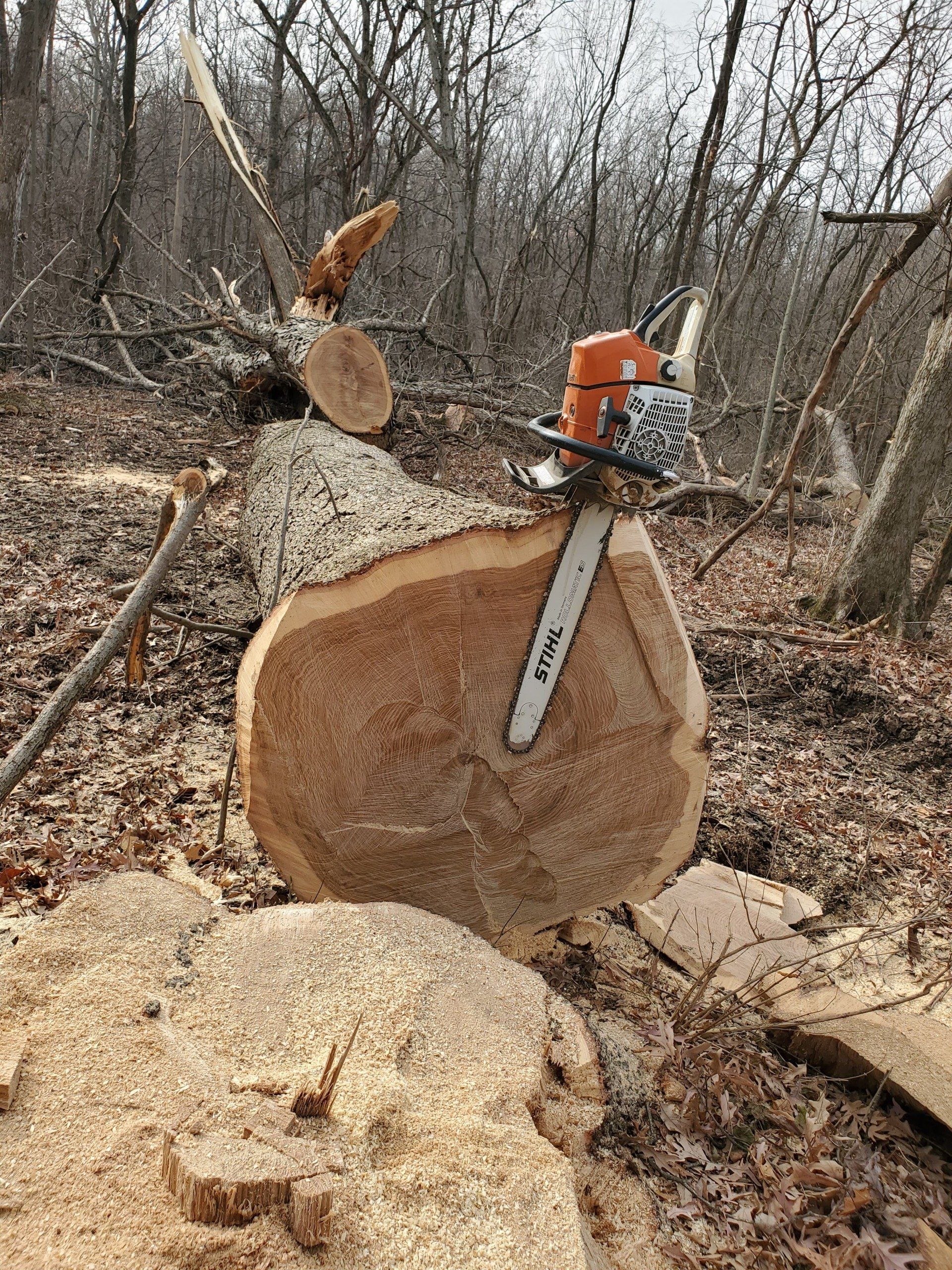 cut walnut tree with chainsaw on trunk