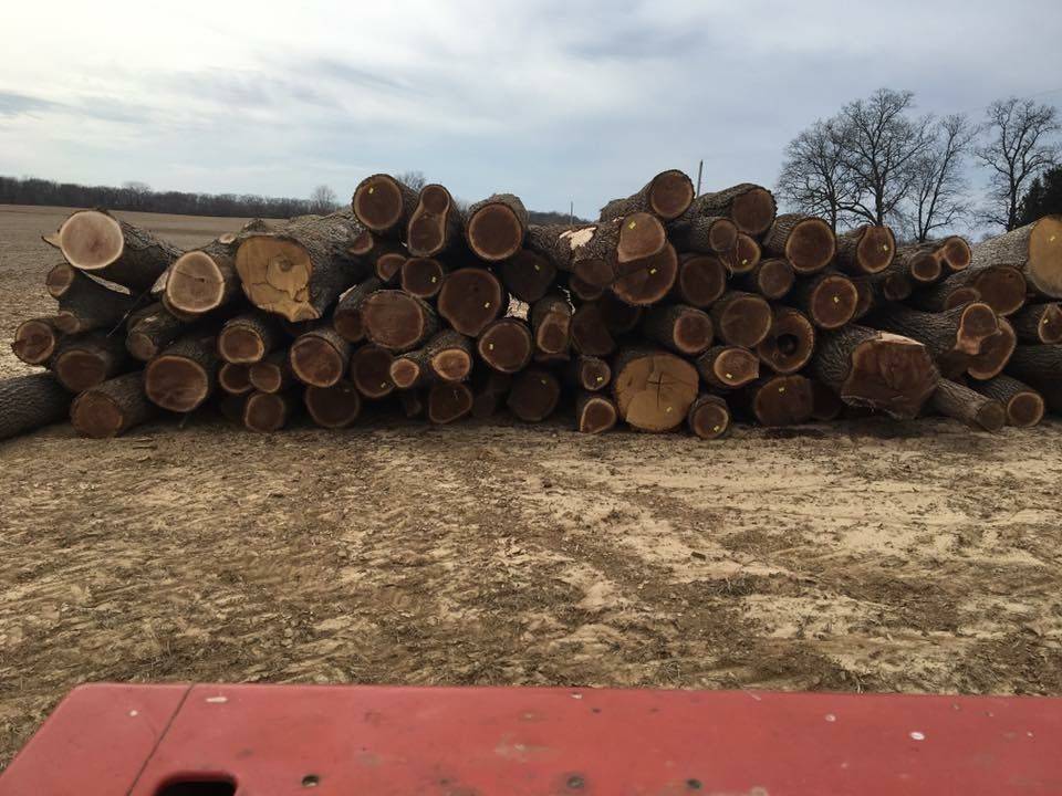 front view of stack of large logs