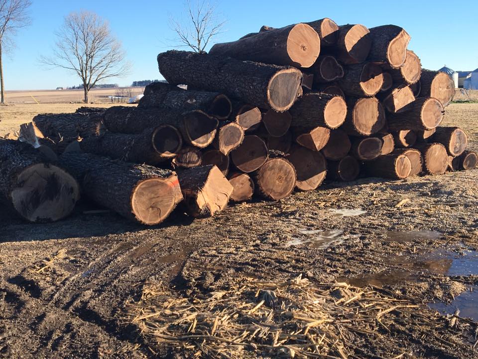 angled view of stacked cut tree trunks