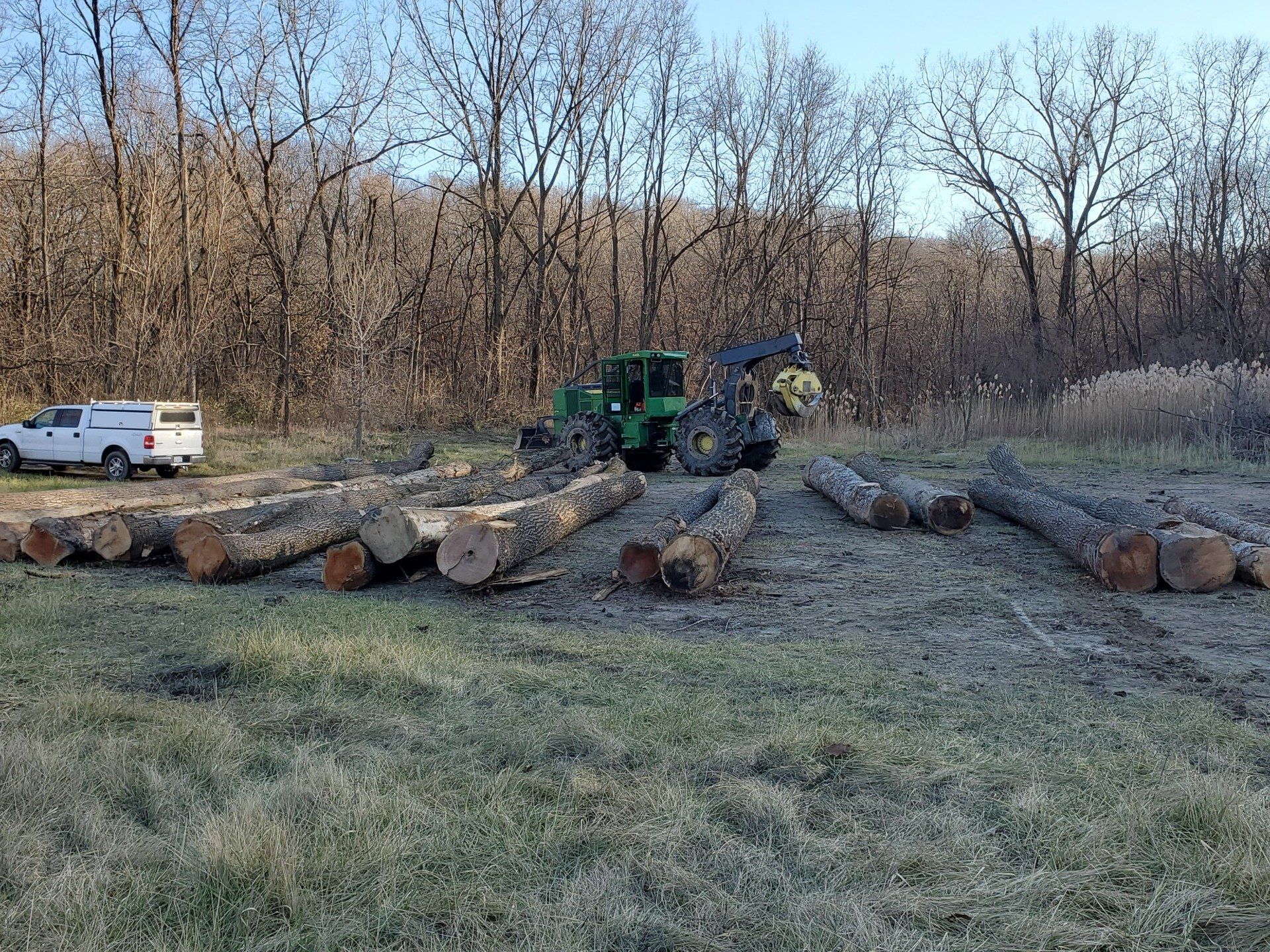 single line of cut tree trunks