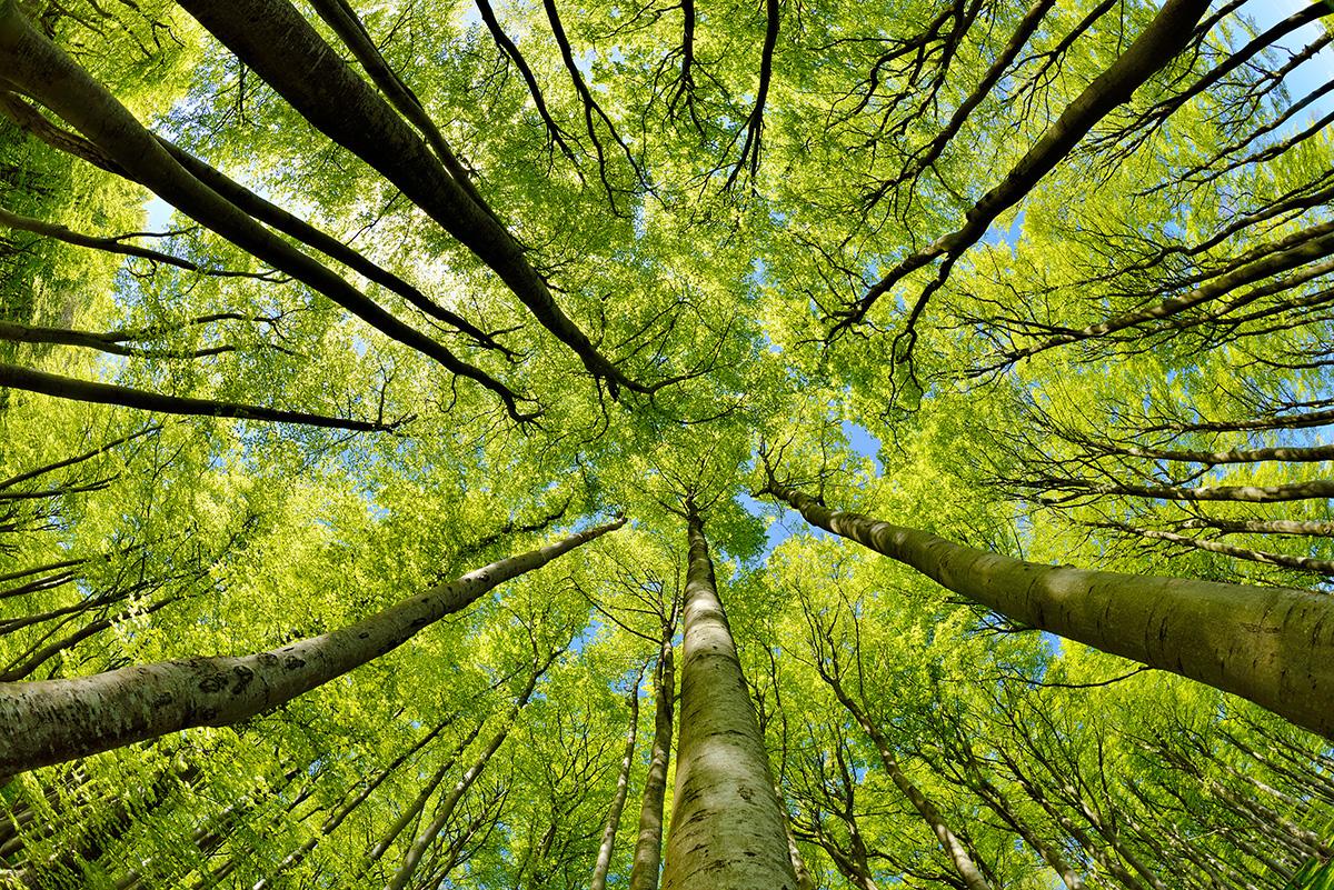 Environnement