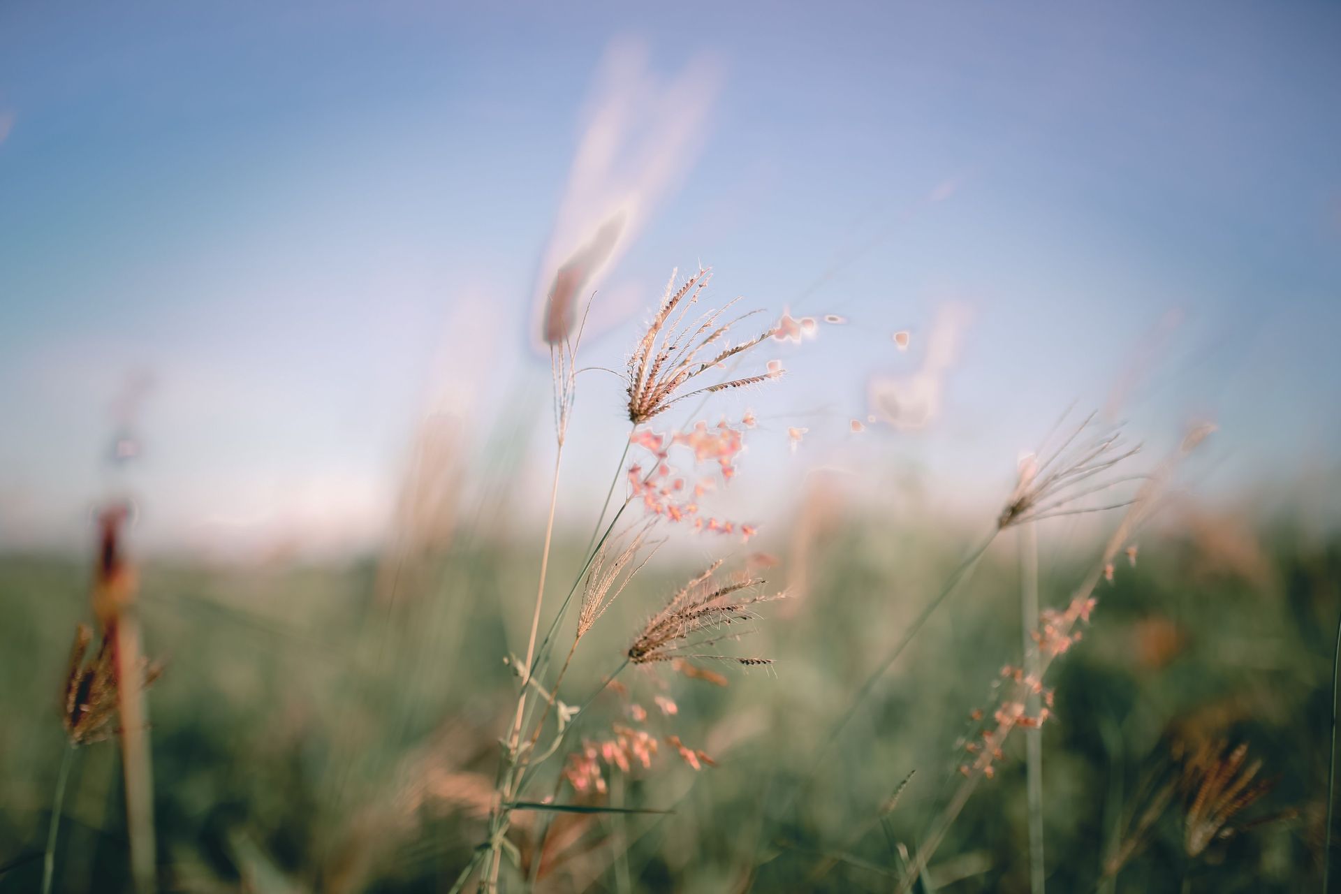 Soft-focus wild grasses with pink seed heads swaying against a blue sky