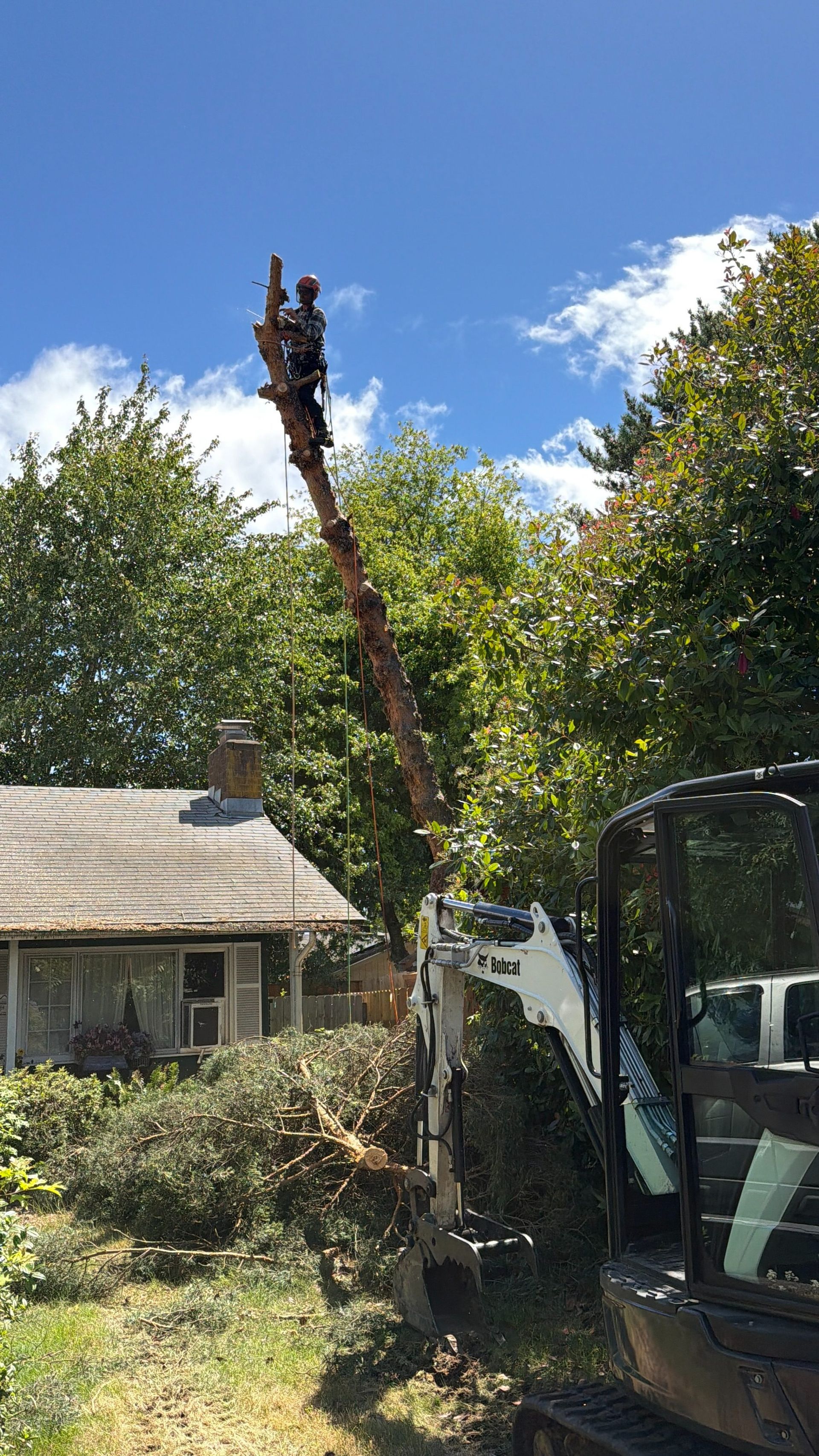 Tree being cut down beside a house, with a truck and blue sky in the background.