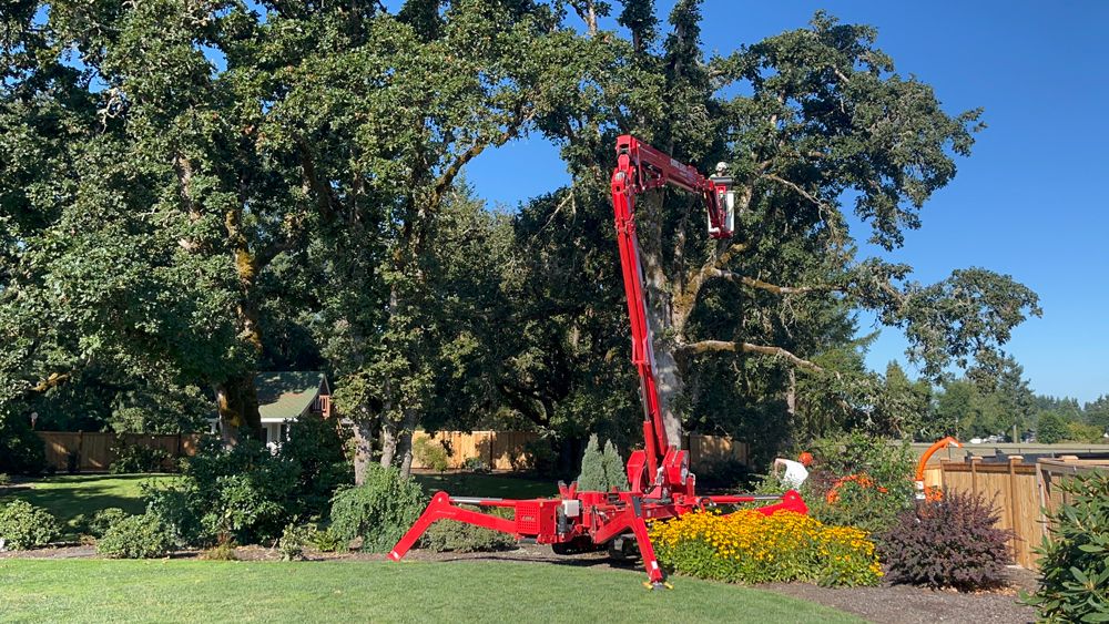 Red tree service lift trimming a large tree on a sunny day in a residential yard.