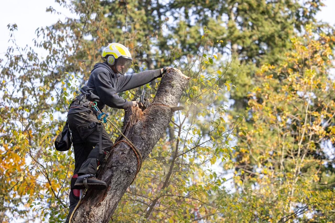 Arborist wearing safety gear, sawing a tree branch. Autumn foliage in background.
