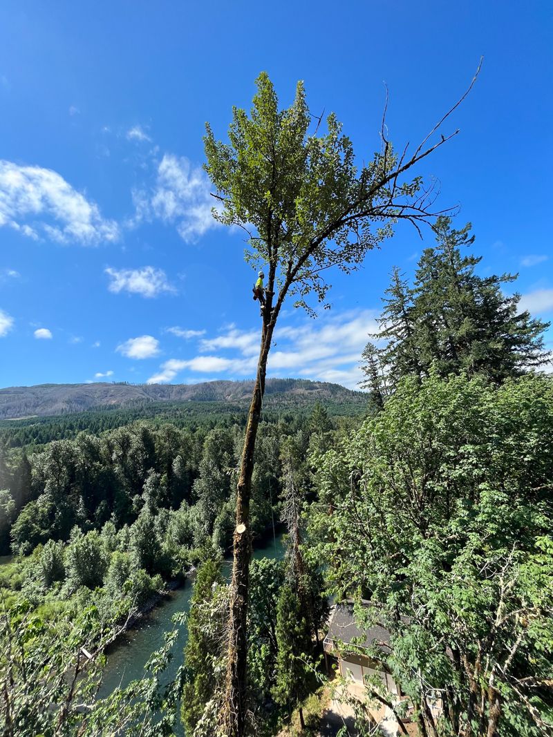 A tree with some green leaves, against a blue sky. River and forest in the background.