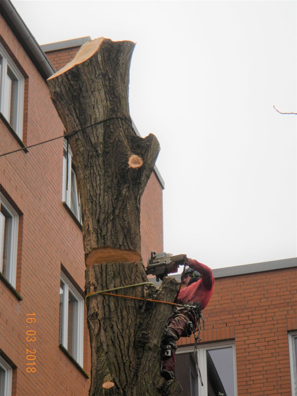 A person in red gear cutting a tall tree with a chainsaw next to a brick building.