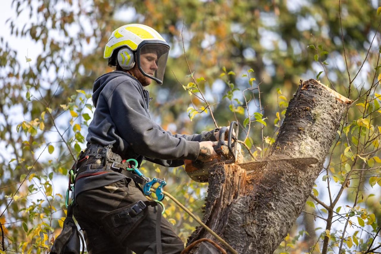 Arborist wearing safety gear, cutting a tree trunk with a chainsaw. Outdoors, daytime.