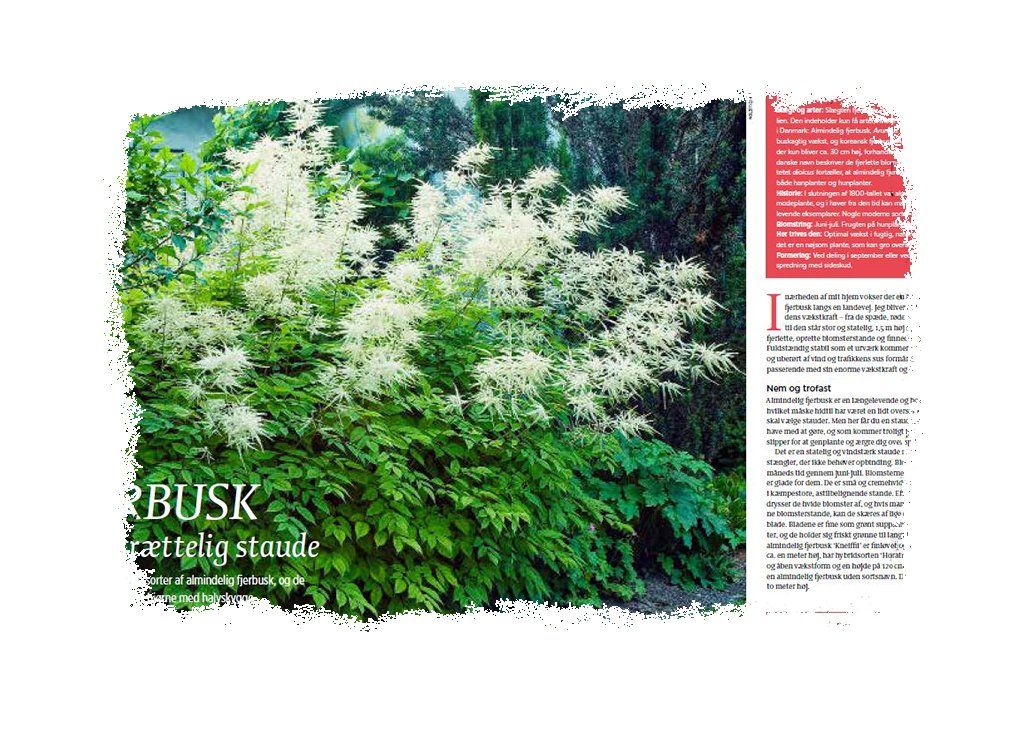 Artikel: Fjerbusk
