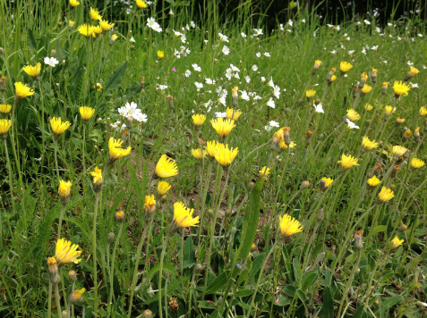 Få hjælp til hvornår du skal plante vilde blomster i din have - læs artiklen her