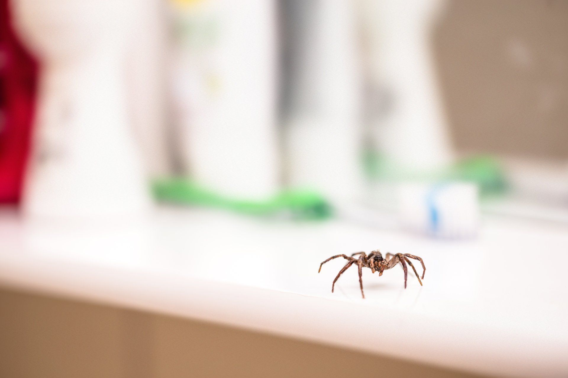 Une araignée sur une surface blanche, avec des articles de toilette flous en arrière-plan.