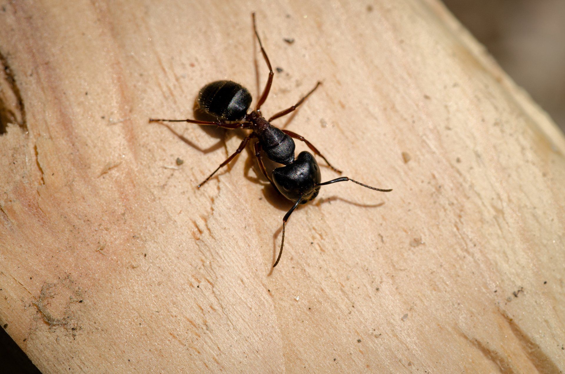 Fourmi noire sur bois clair, avec des pattes et des antennes détaillées.