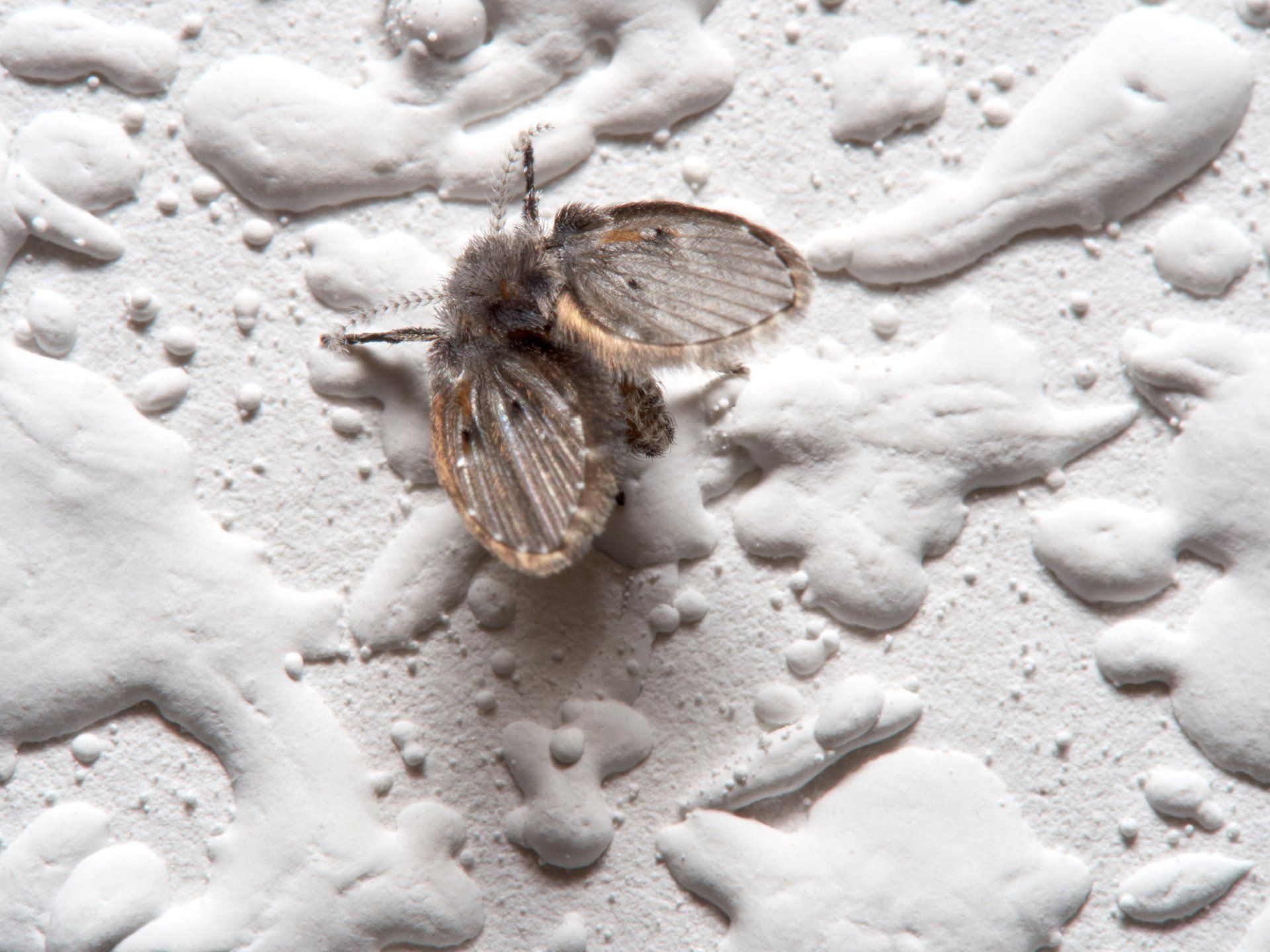 Papillon de nuit aux ailes tachetées sur une surface blanche texturée, entouré de taches de matière blanche.