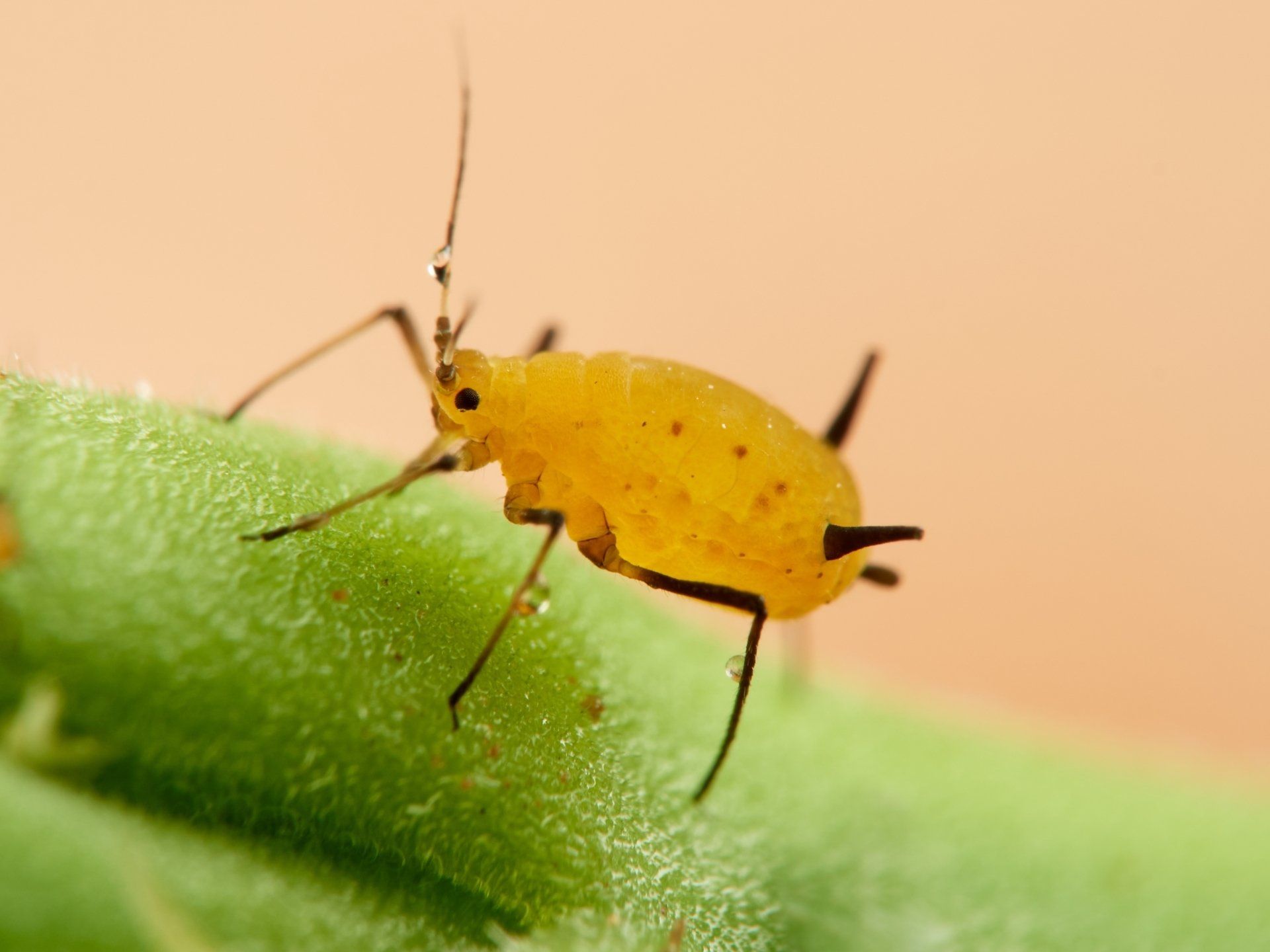 Puceron jaune sur une tige de feuille verte, petit insecte muni d'antennes.