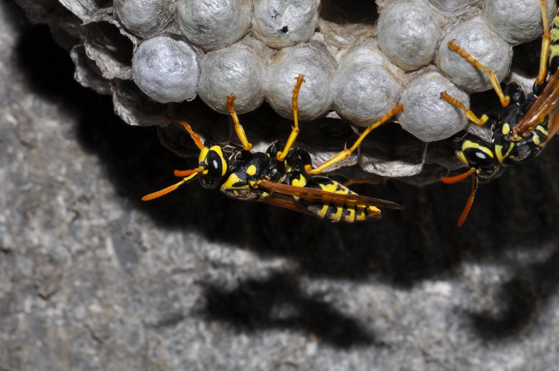 Guêpes jaunes sur un nid en nid d'abeilles.