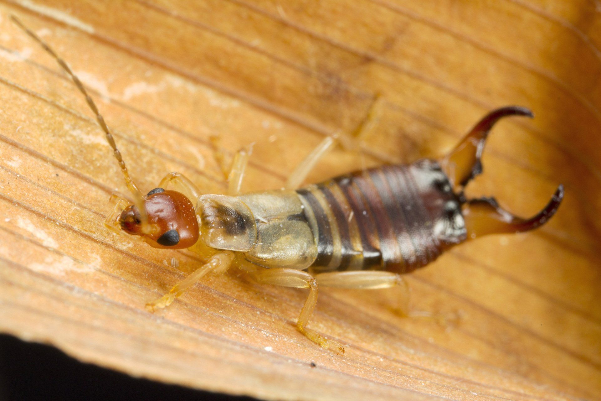 Perce-oreille, insecte aux pinces proéminentes, sur une feuille beige.