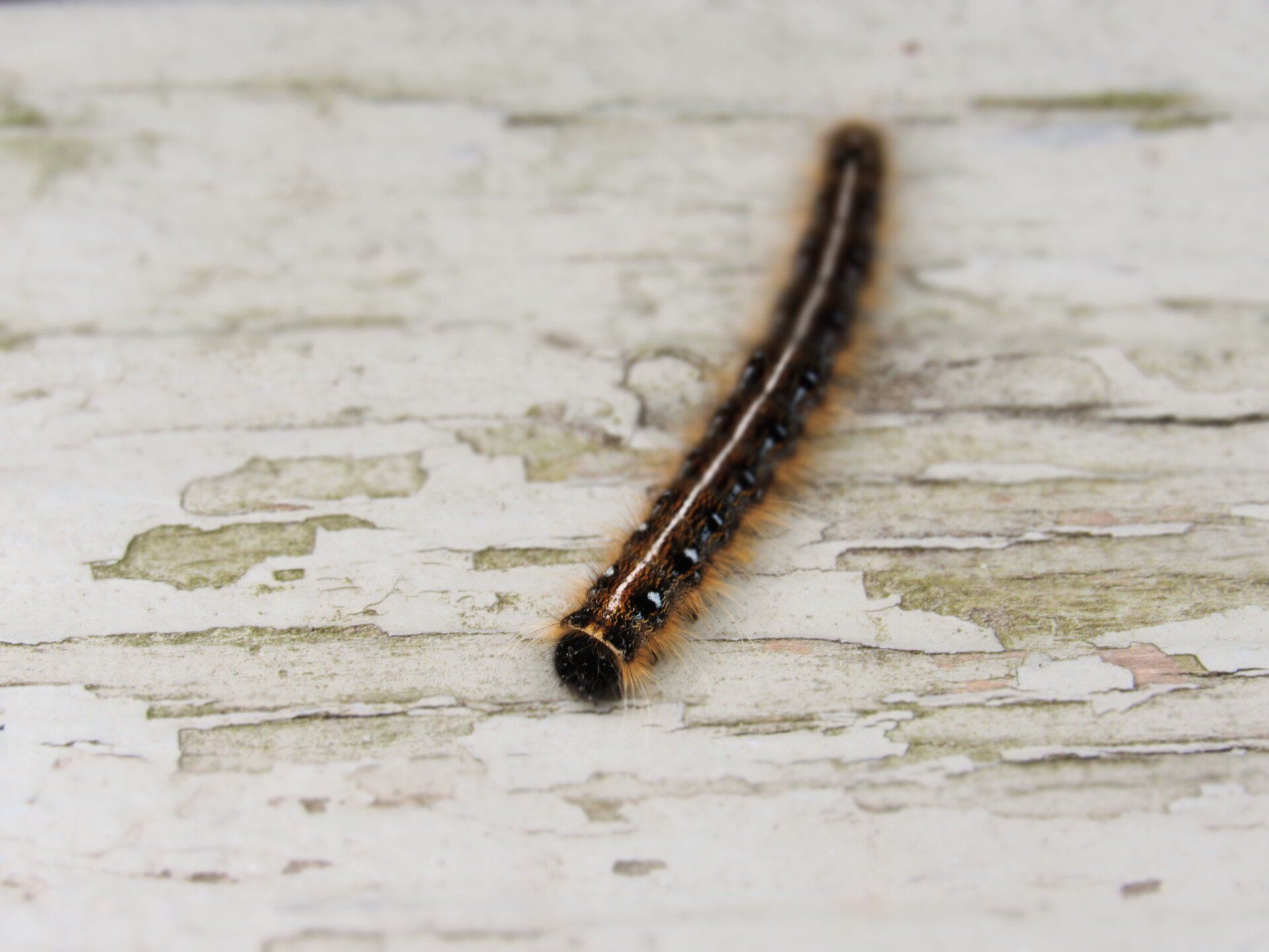 Chenille à rayures brunes et noires rampant sur du bois blanc qui s'écaille.