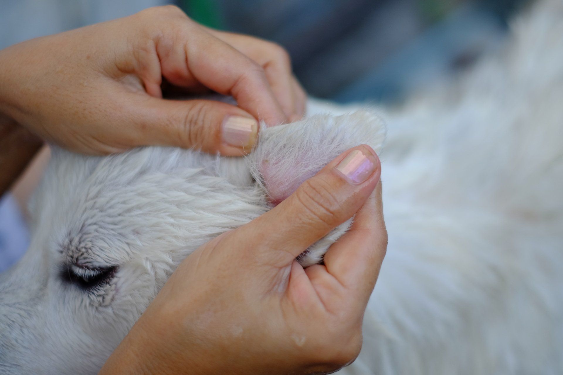 Des mains examinent l'oreille d'un chien blanc.