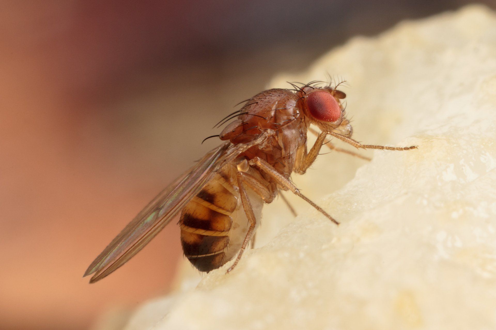 Mouche des fruits aux yeux rouges, au corps brun et à l'abdomen rayé, se nourrissant d'aliments de couleur claire.