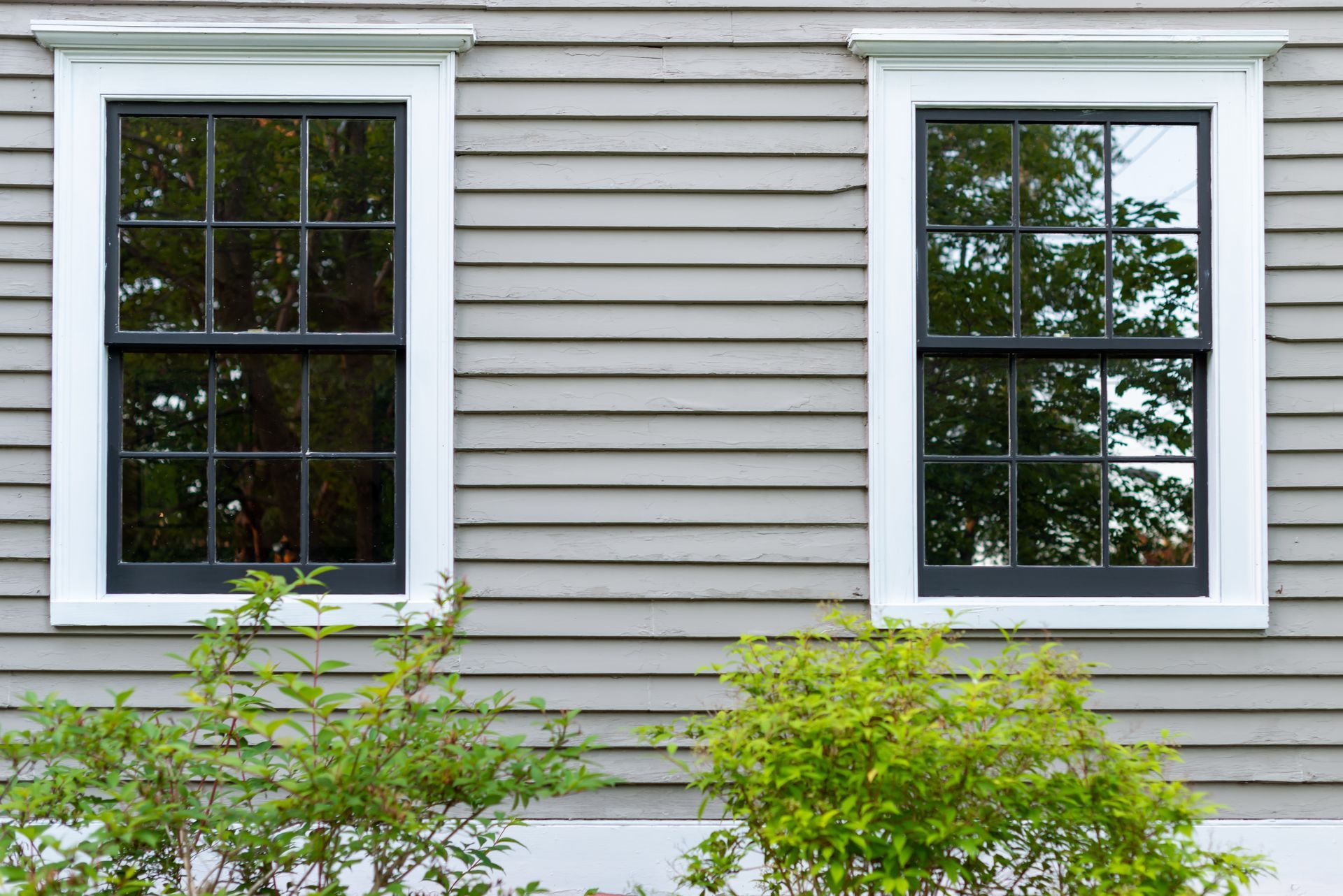 Two white-trimmed windows on gray siding with green shrubs below