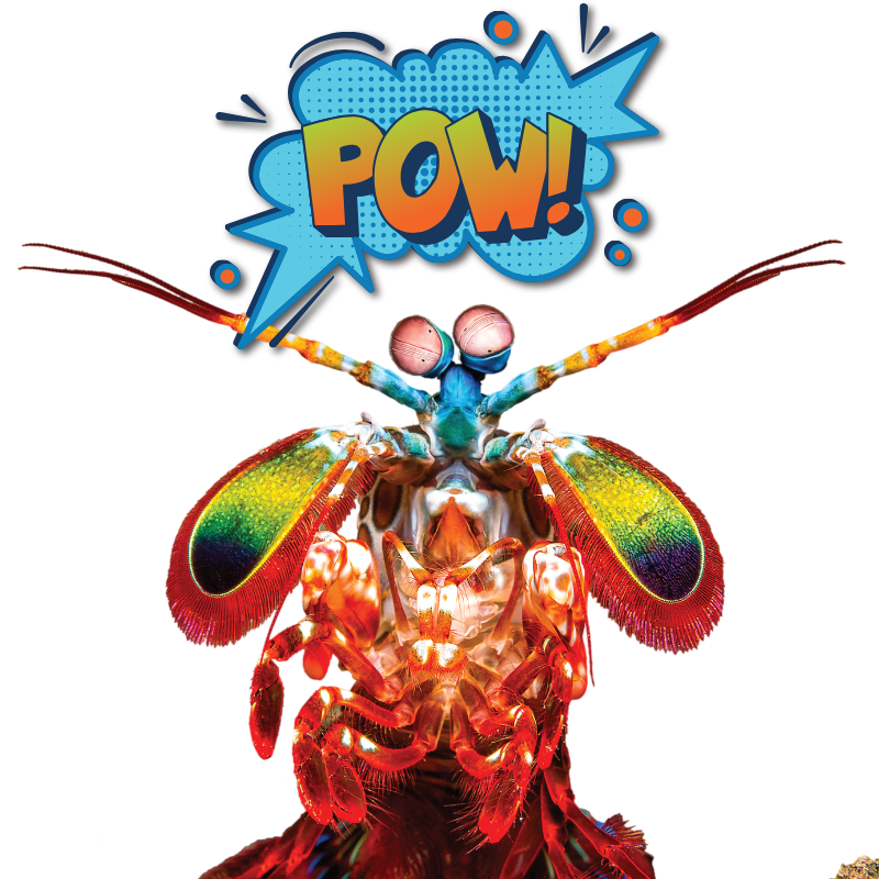 image of peacock mantis shrimp