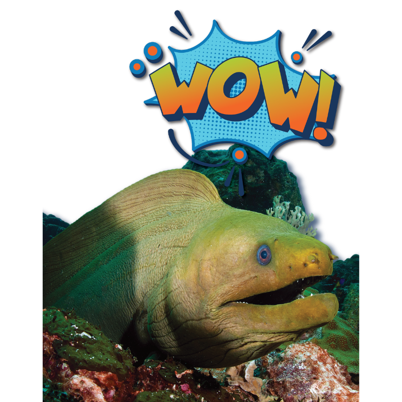 image of green moray eel