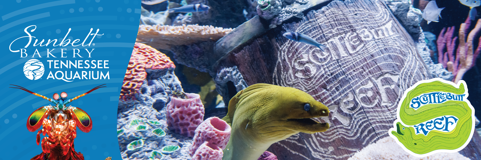 banner image for tennessee aquarium summer 2026 partnership with an shrimp and eel on a reef background
