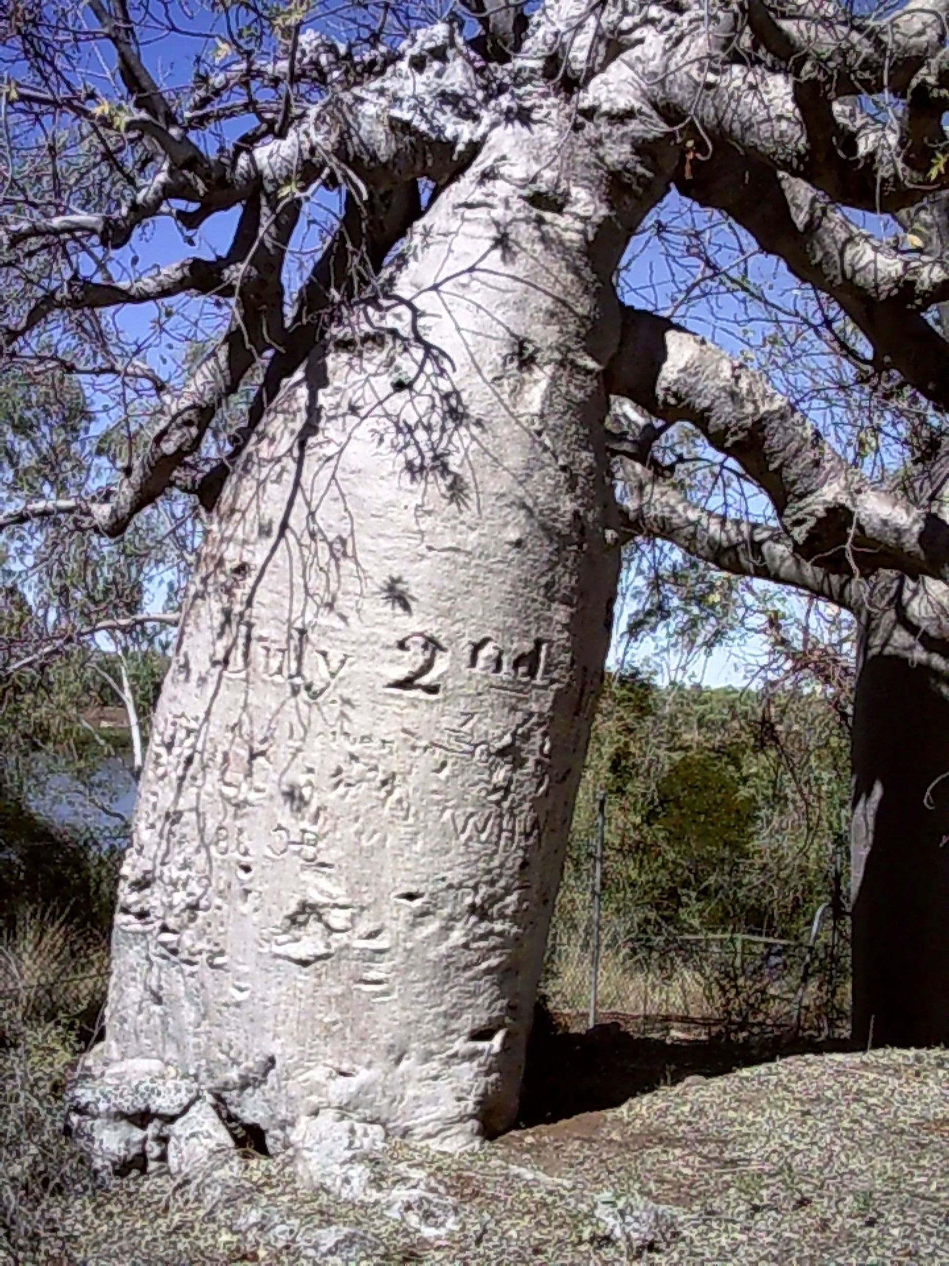 A tree with the number 2 carved into it