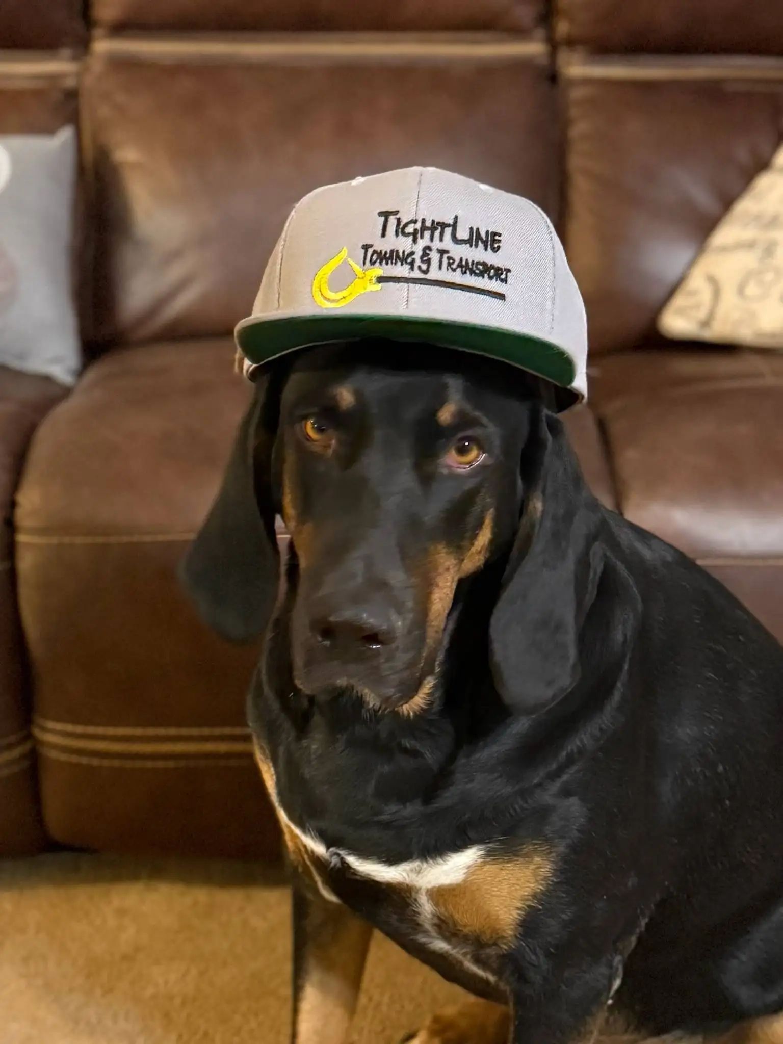 Dog wearing a gray hat with 