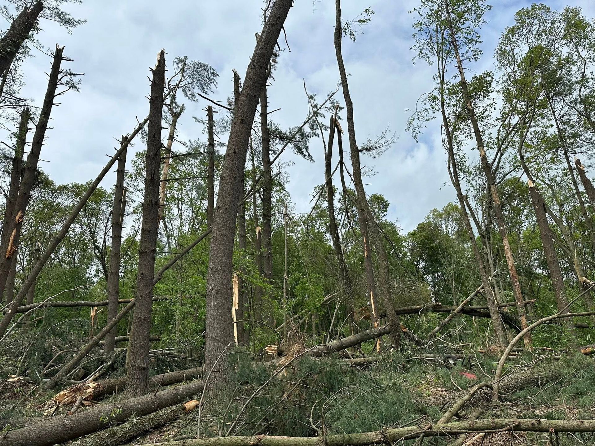 Storm-damaged woodland with broken, leafless trees and fallen trunks under a cloudy sky