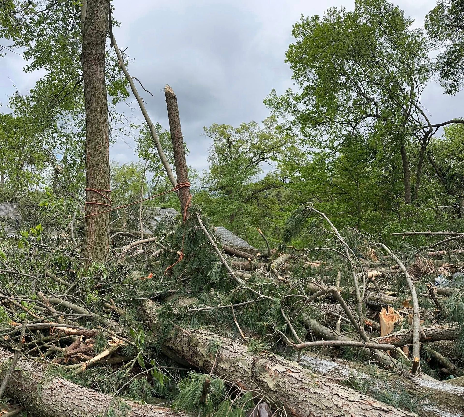 Storm-damaged forest with fallen trees and broken branches under a cloudy sky