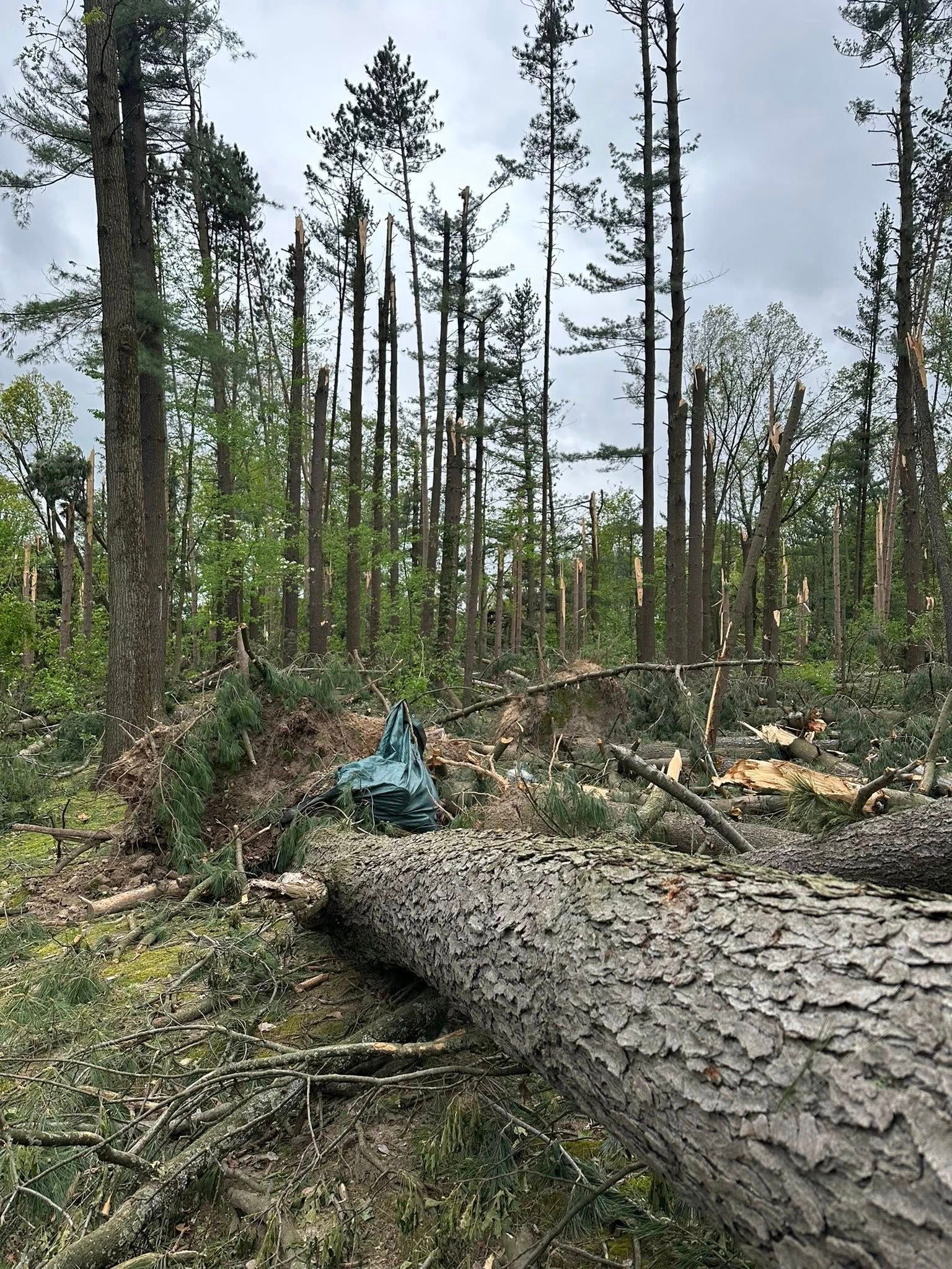 Downed tree in a sparse, storm-damaged forest with charred trunks and debris on the ground