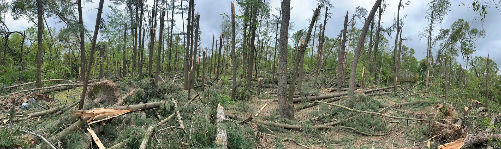 Charred forest with many burned tree trunks and fallen debris under a cloudy sky