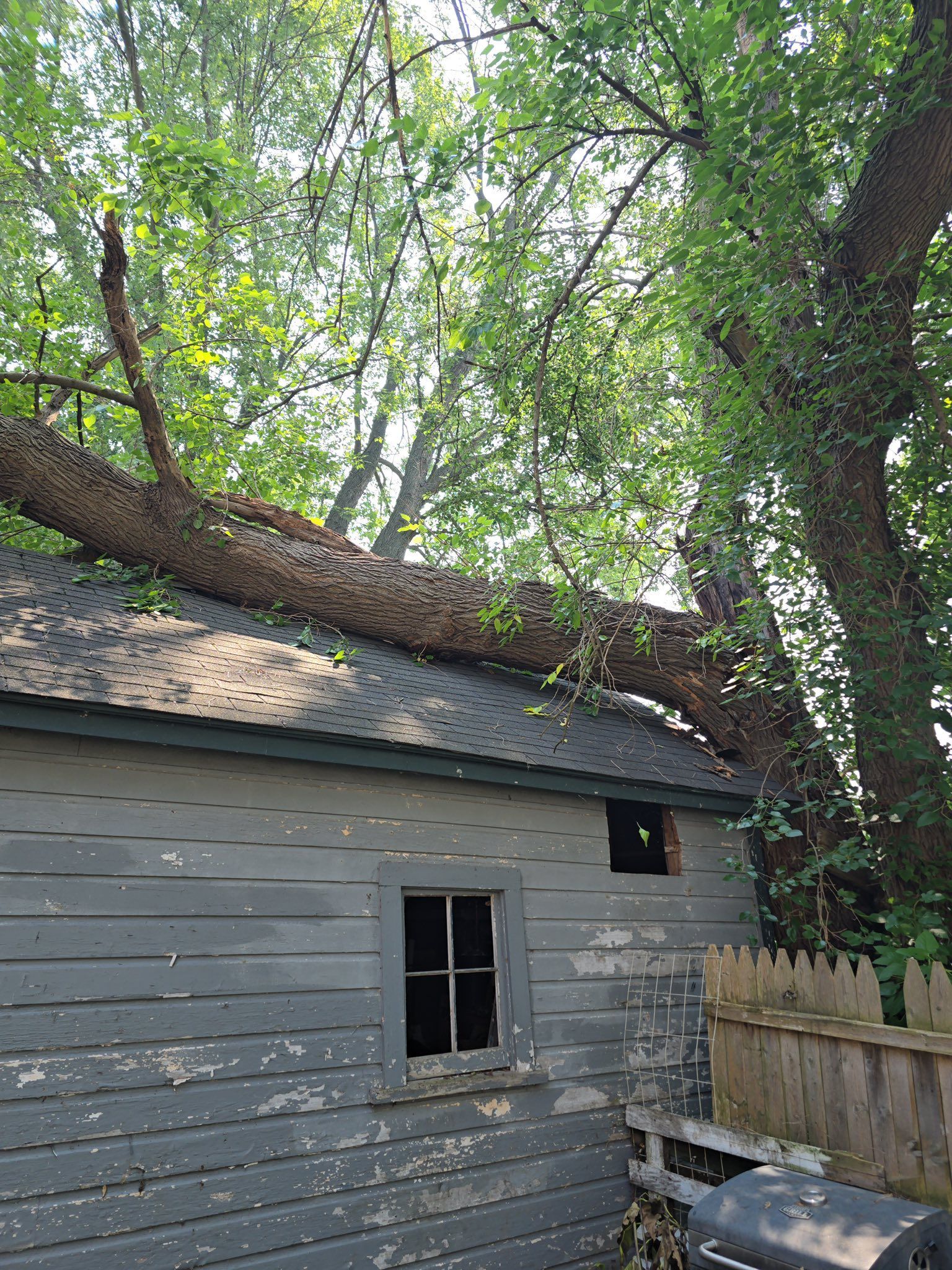 Old gray shed under large tree branches, with a small window and a leaning fence.