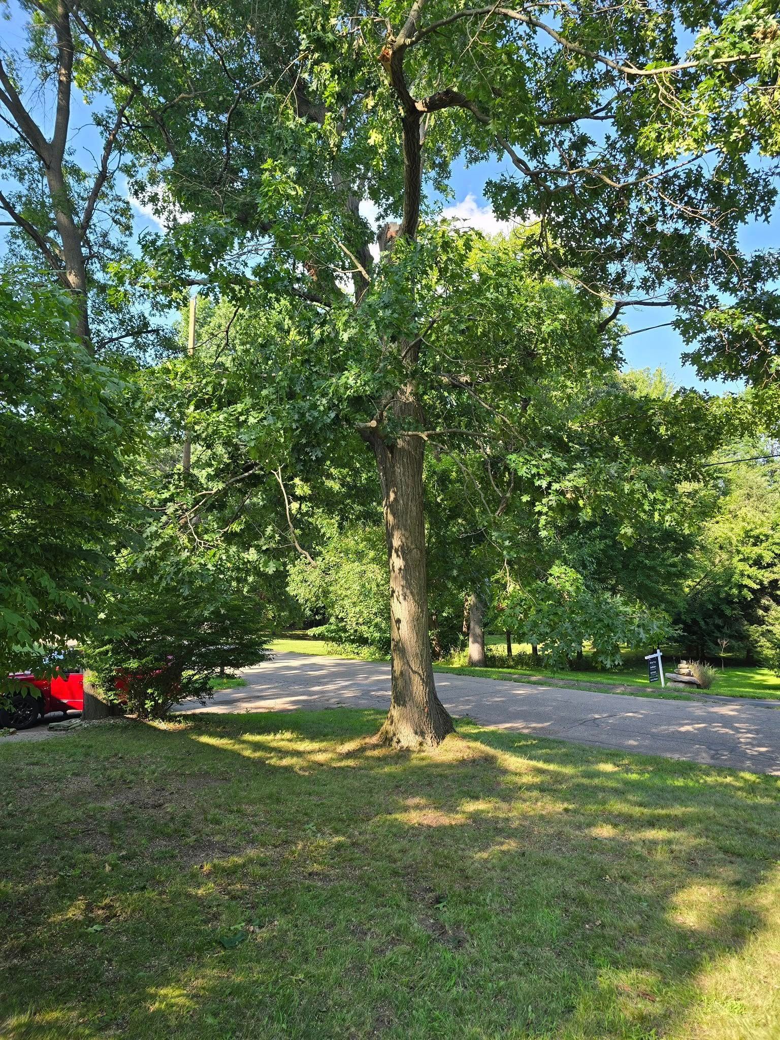 Sunny park with a large tree, grassy lawn, and a paved path under a blue sky.