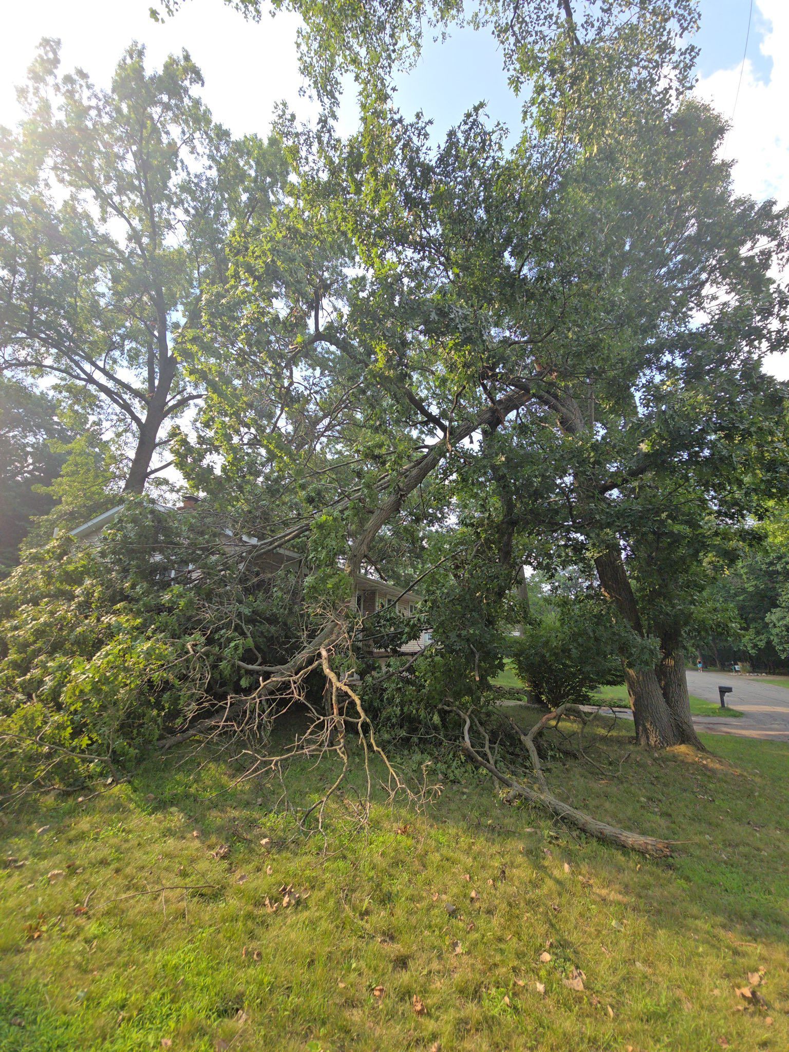 Large tree with fallen branches in a grassy yard under bright sunlight