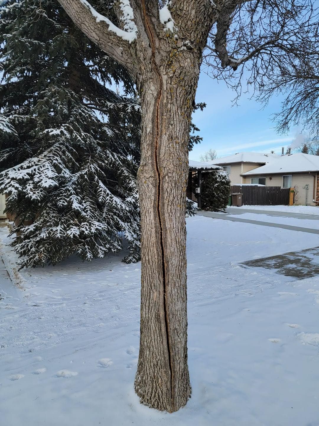Snow-covered front yard with a tree trunk in the foreground and a house in the background.