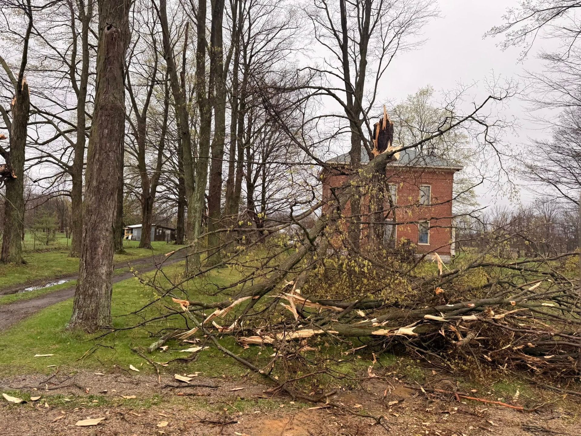 Fallen tree limbs and debris in a wooded yard beside a small red brick house
