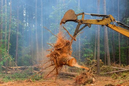 Excavator uprooting a tree stump in a misty forest clearing