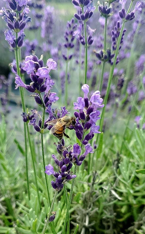 McCoy's Florida Honey Buzzing Bee
