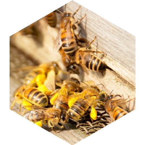 McCoy's Florida Honey Cluster of Bees