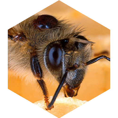 McCoy's Florida Honey A bee