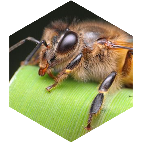 McCoy's Florida Honey A queen bee