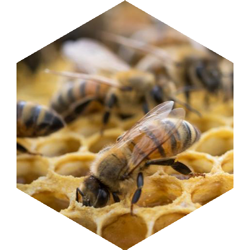 McCoy's Florida Honey Bees in a honeycomb