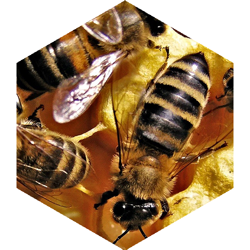 McCoy's Florida Honey Bees in a Honeycomb