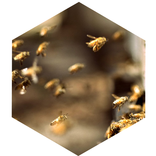 McCoy's Florida Honey swarm of bees