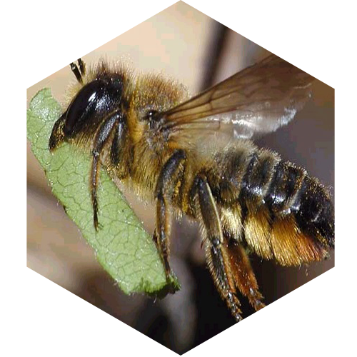 McCoy's Florida Honey bee carrying food