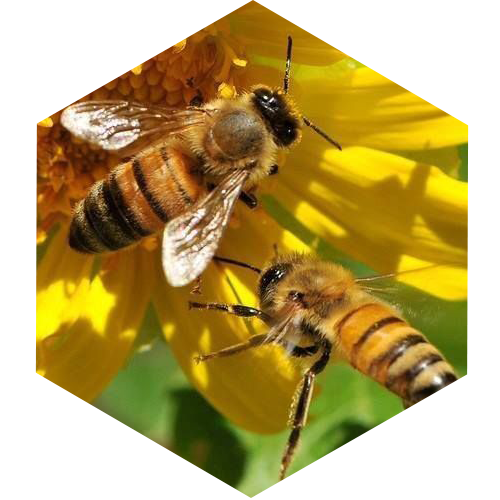 McCoy's Florida Honey Bees pollinating